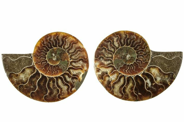 Cut & Polished, Agatized Ammonite Fossil - Madagascar #206741